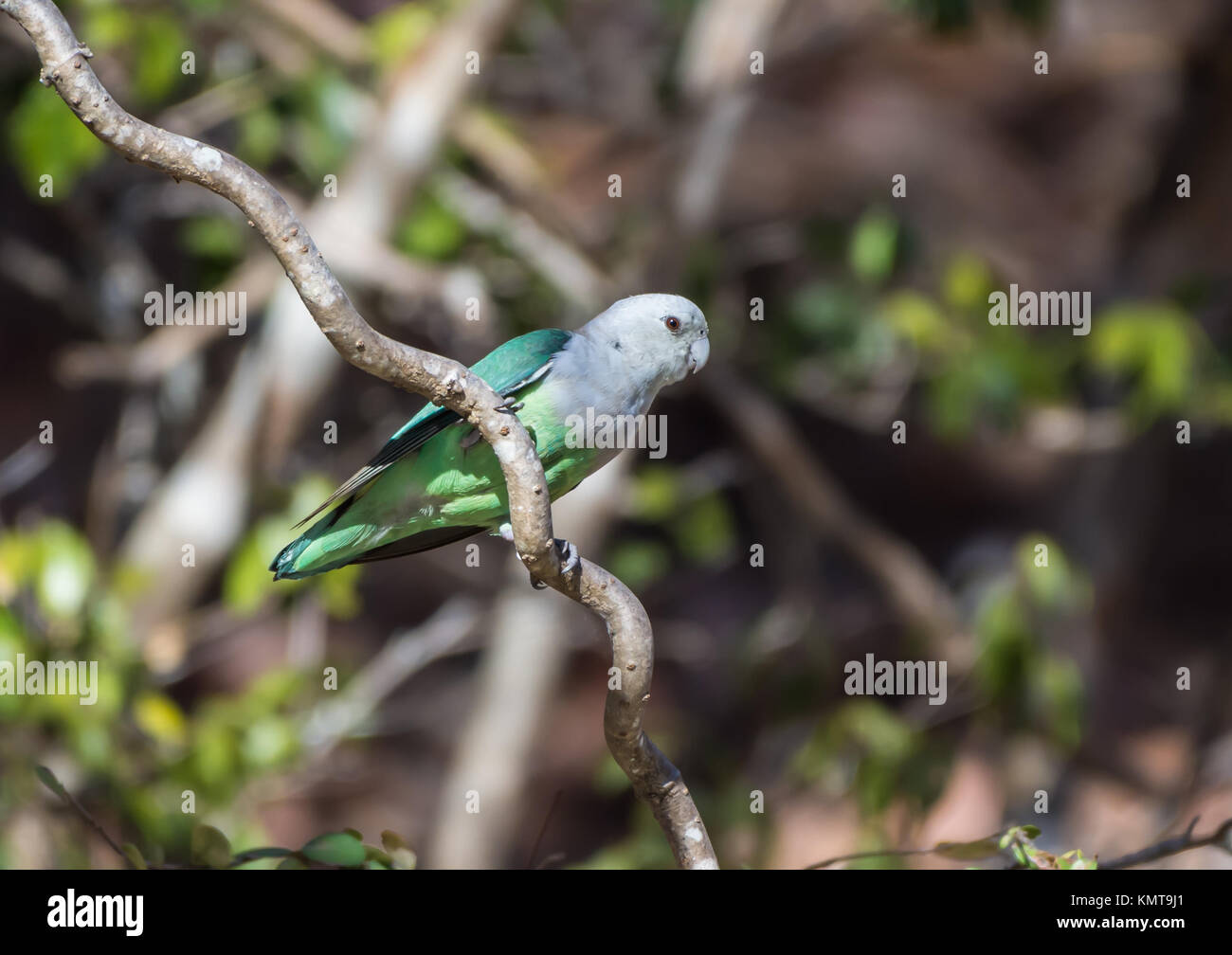 Una a testa grigia (Lovebird Agapornis canus) appollaiato su un ramo. Kirindy riserva forestale. Madagascar, Africa. Foto Stock