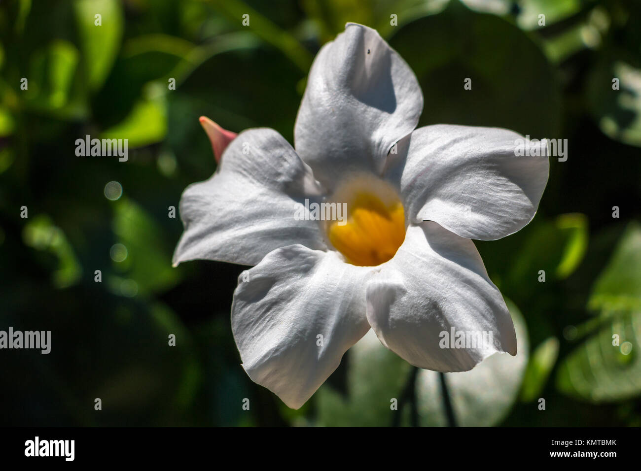 Fiore bianco sul campo verde del parco Foto Stock