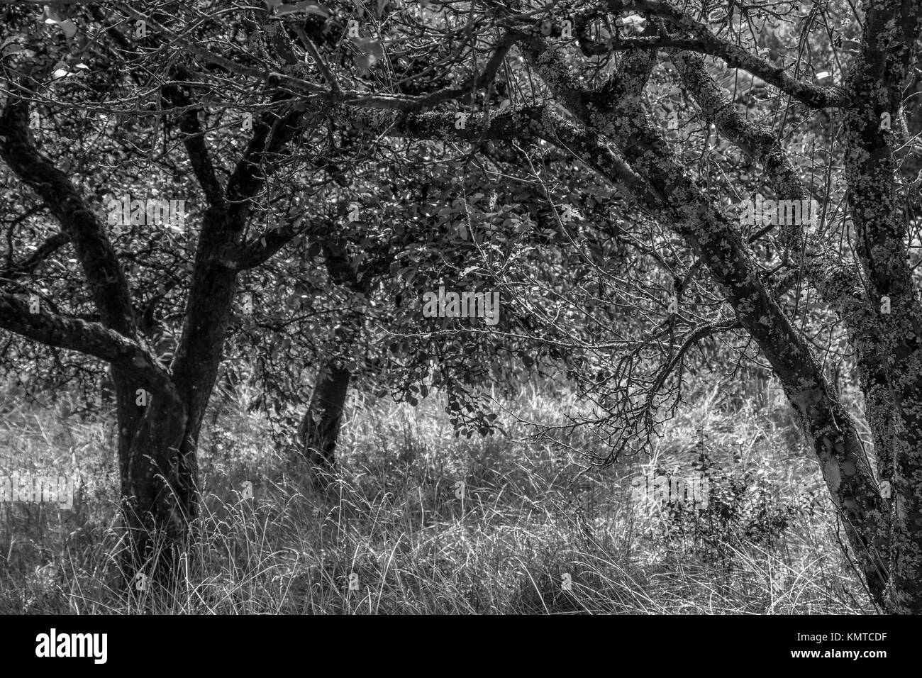 Deserto in giardino con vecchi alberi di mele e lunga erba secca Foto Stock