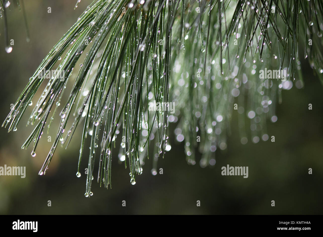 Pioggia di Pine Foto Stock