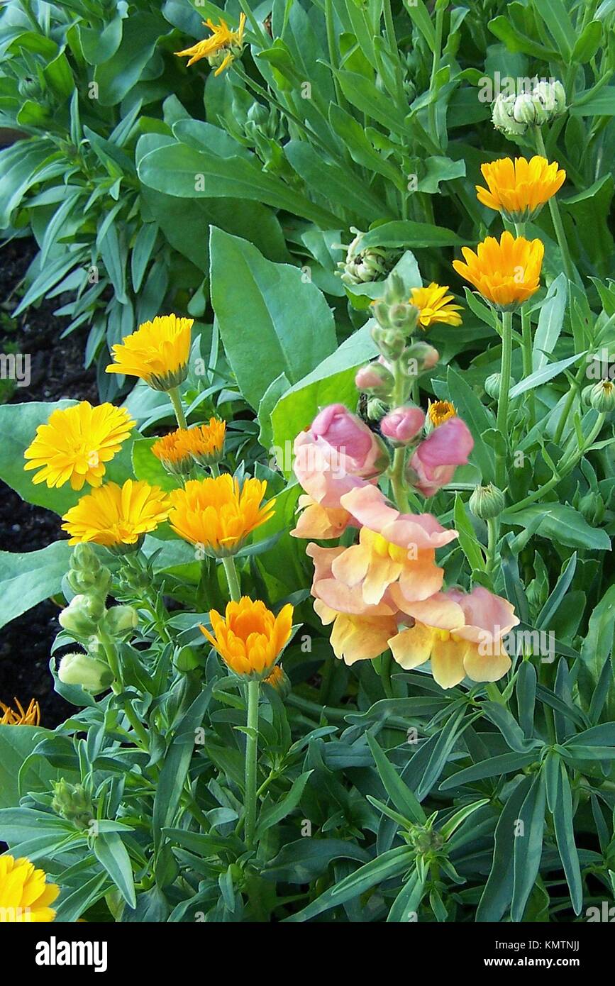 Un gruppo di bocche di leone e di calendula in un letto annuale. Foto Stock