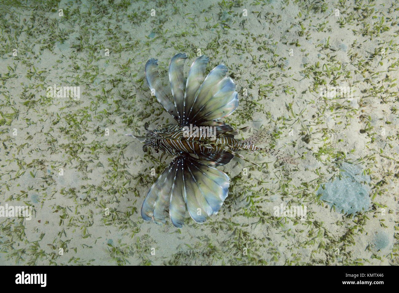 Pesci velenosi i pesci Lionfish rossi (Pterois volitans) nuotano sopra il fondo con l'erba di mare in acqua poco profonda. Vista dall'alto Foto Stock