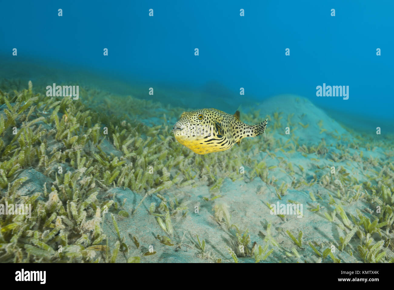 I capretti Star Pufferfish (Arothron stellatus) nuotare in fondo con erba di mare Foto Stock