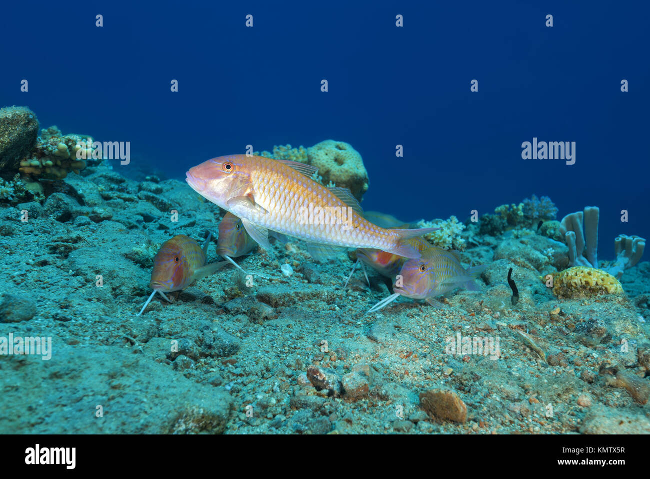 Gruppo di cinabro Goatfish (Parupeneus heptacanthus) Foto Stock