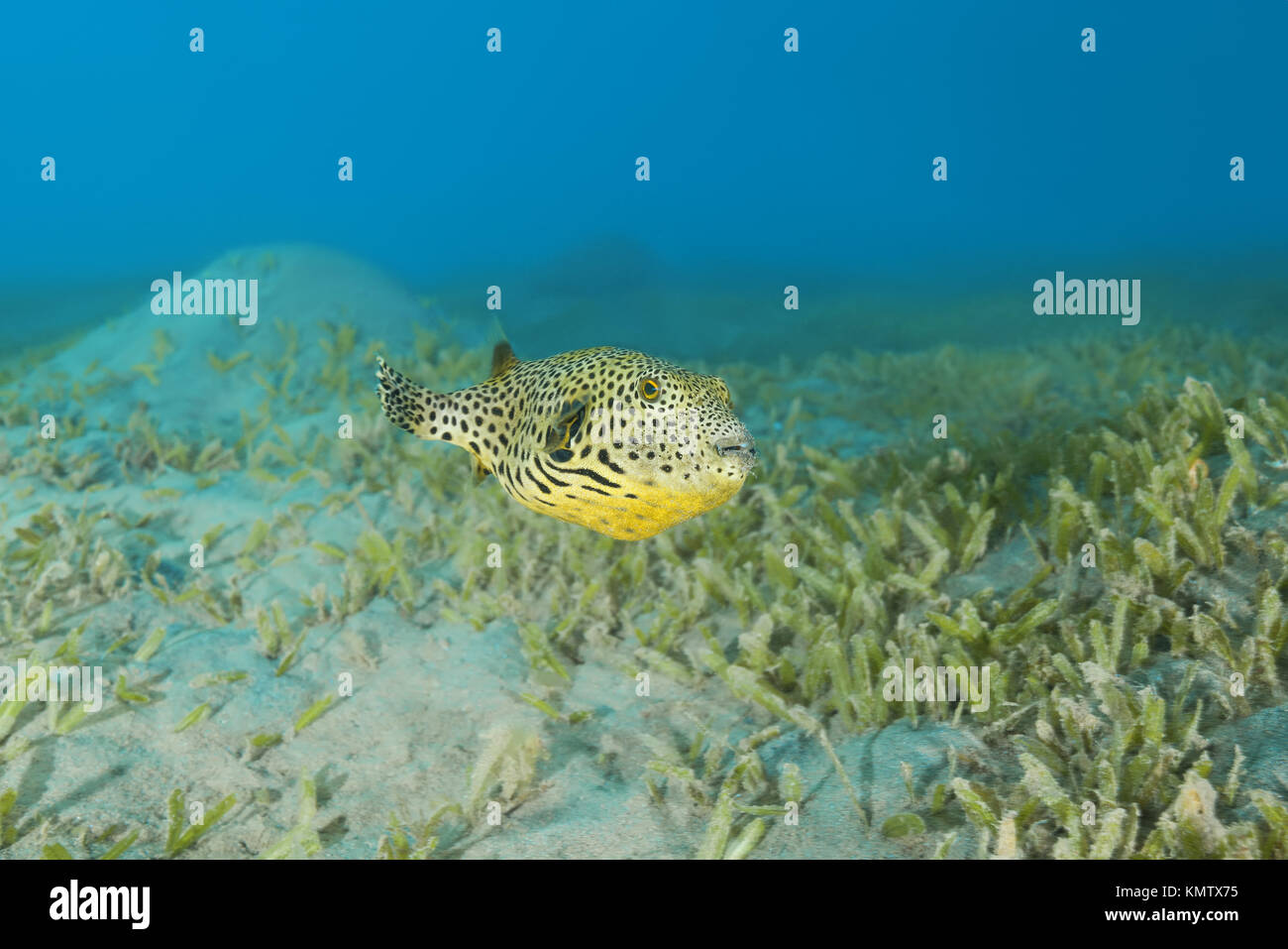 I capretti Star Pufferfish (Arothron stellatus) nuotare in fondo con erba di mare Foto Stock
