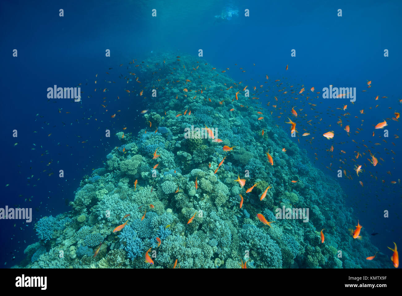 L'esterno della parete di corallo (shallow banca chiamata "sella") separando il buco blu dal mare aperto Foto Stock