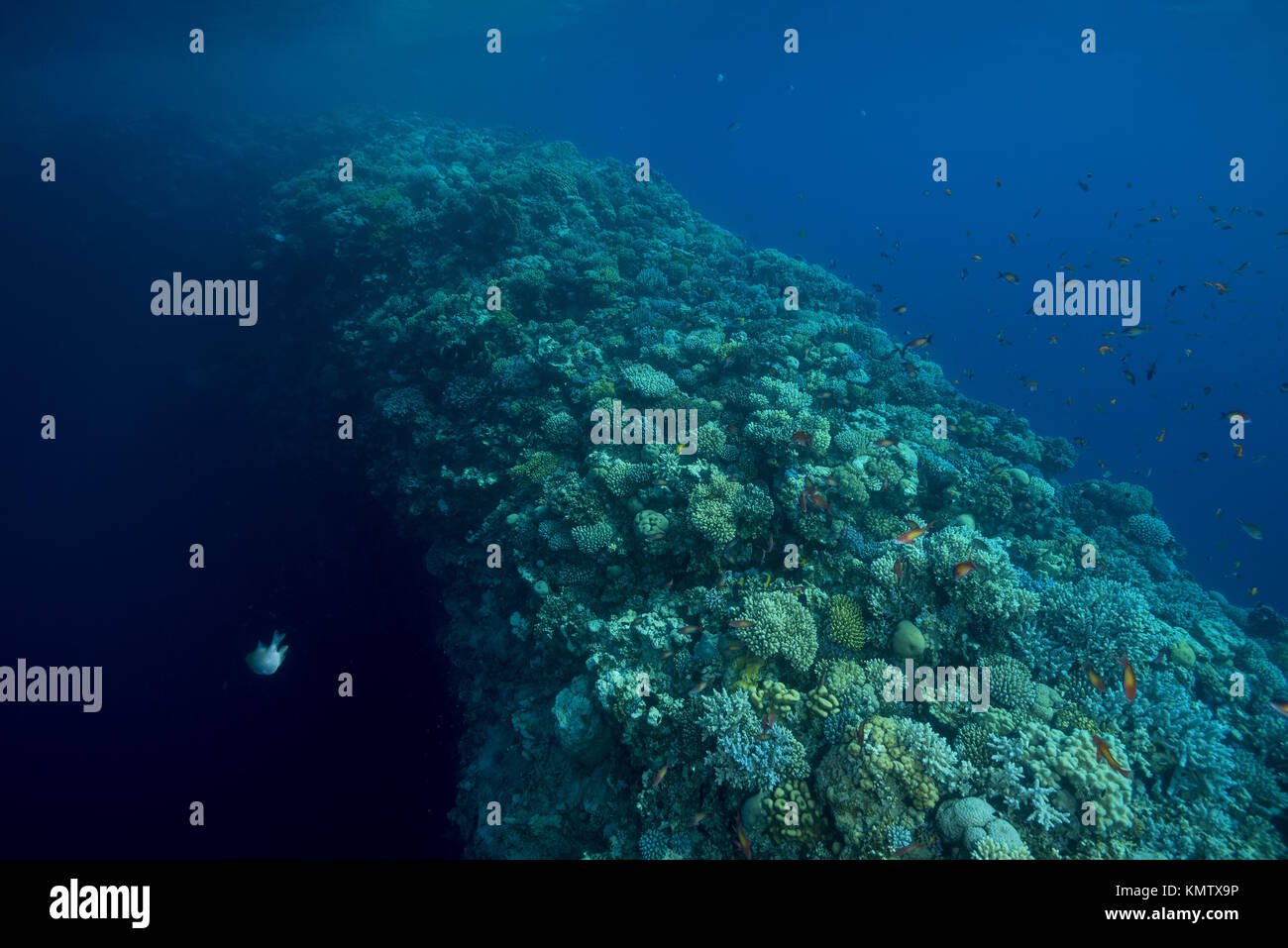 L'esterno della parete di corallo (shallow banca chiamata "sella") separando il buco blu dal mare aperto Foto Stock