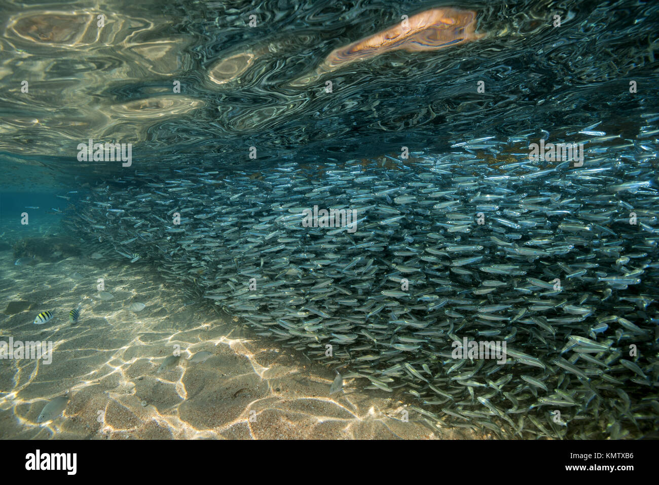 Massive scuola di pesce in acqua poco profonda Foto Stock