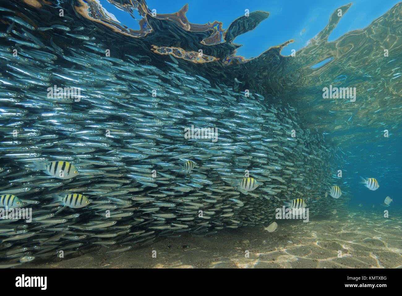 Massive scuola di pesce in acqua poco profonda Foto Stock