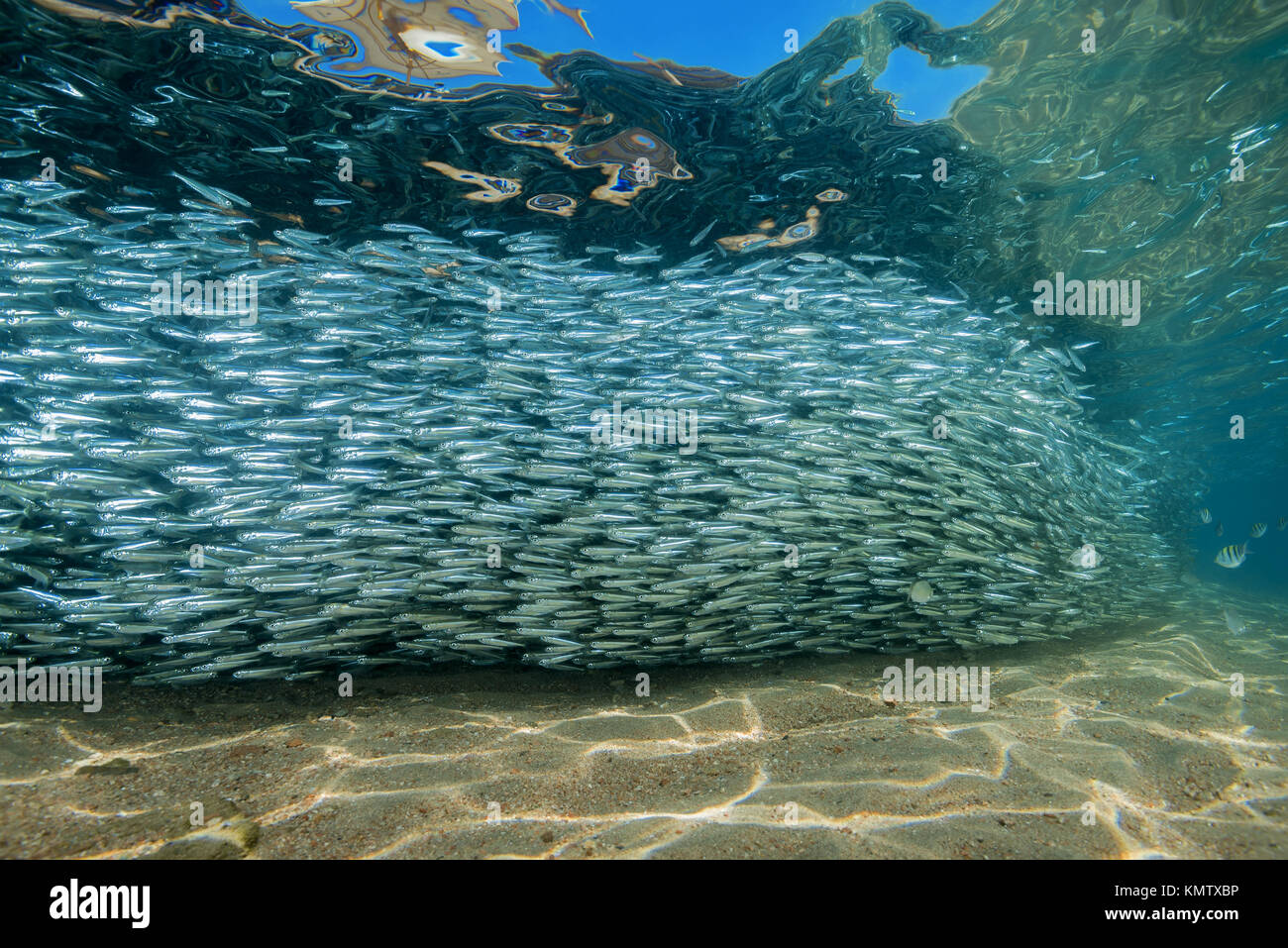 Massive scuola di pesce in acqua poco profonda Foto Stock