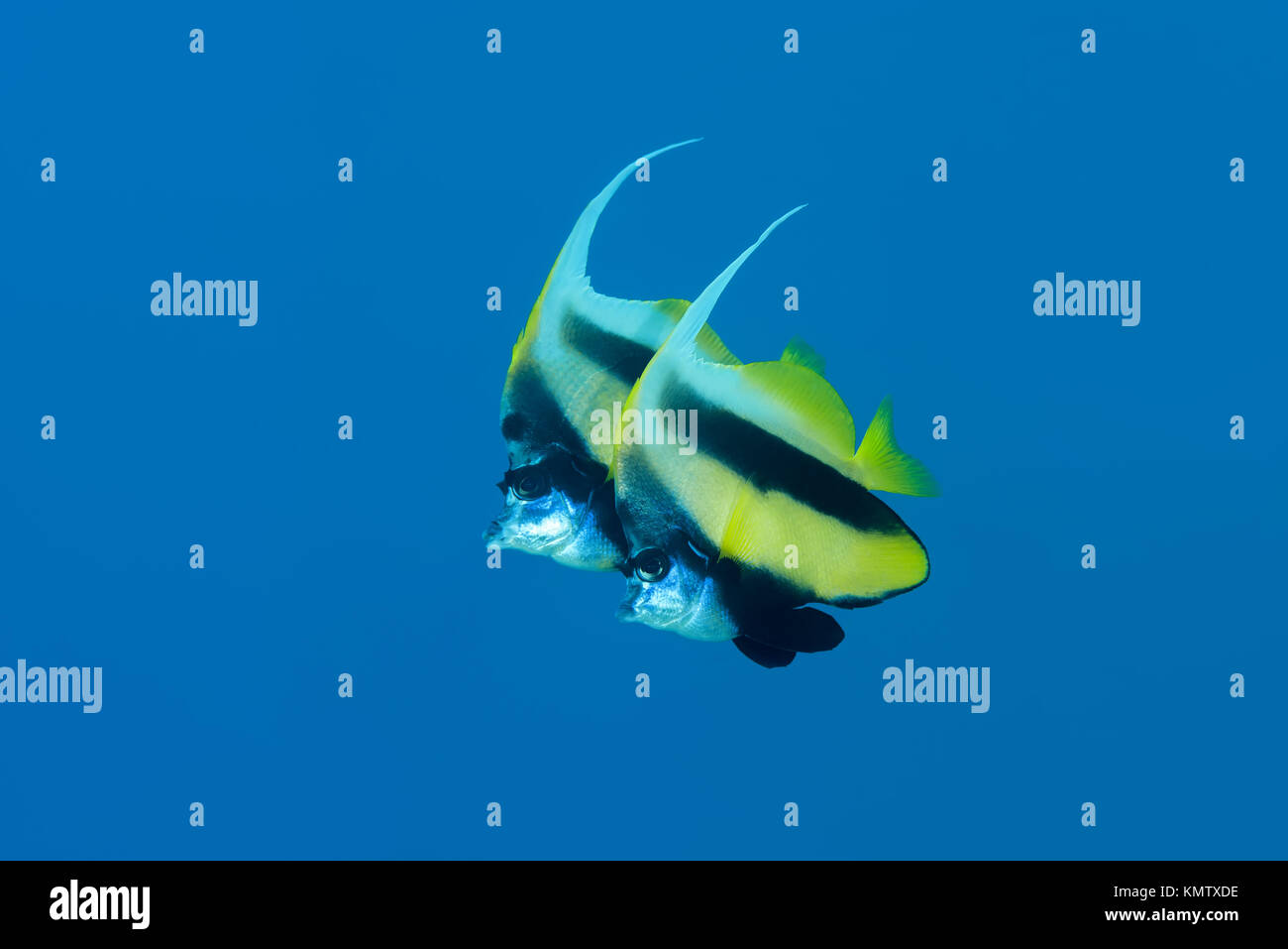 Giovane Mare Rosso Bannerfish (Heniochus intermedius) nuotare nelle acque blu sullo sfondo Foto Stock