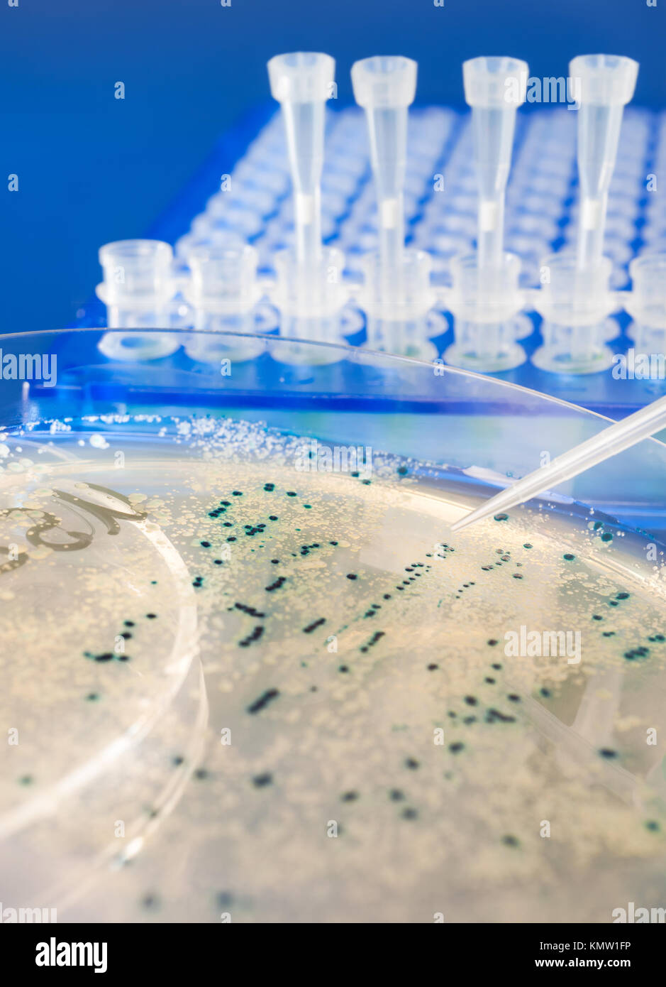 Colonie batteriche per il clonaggio del vettore transgenico in DNA plasmidico Foto Stock