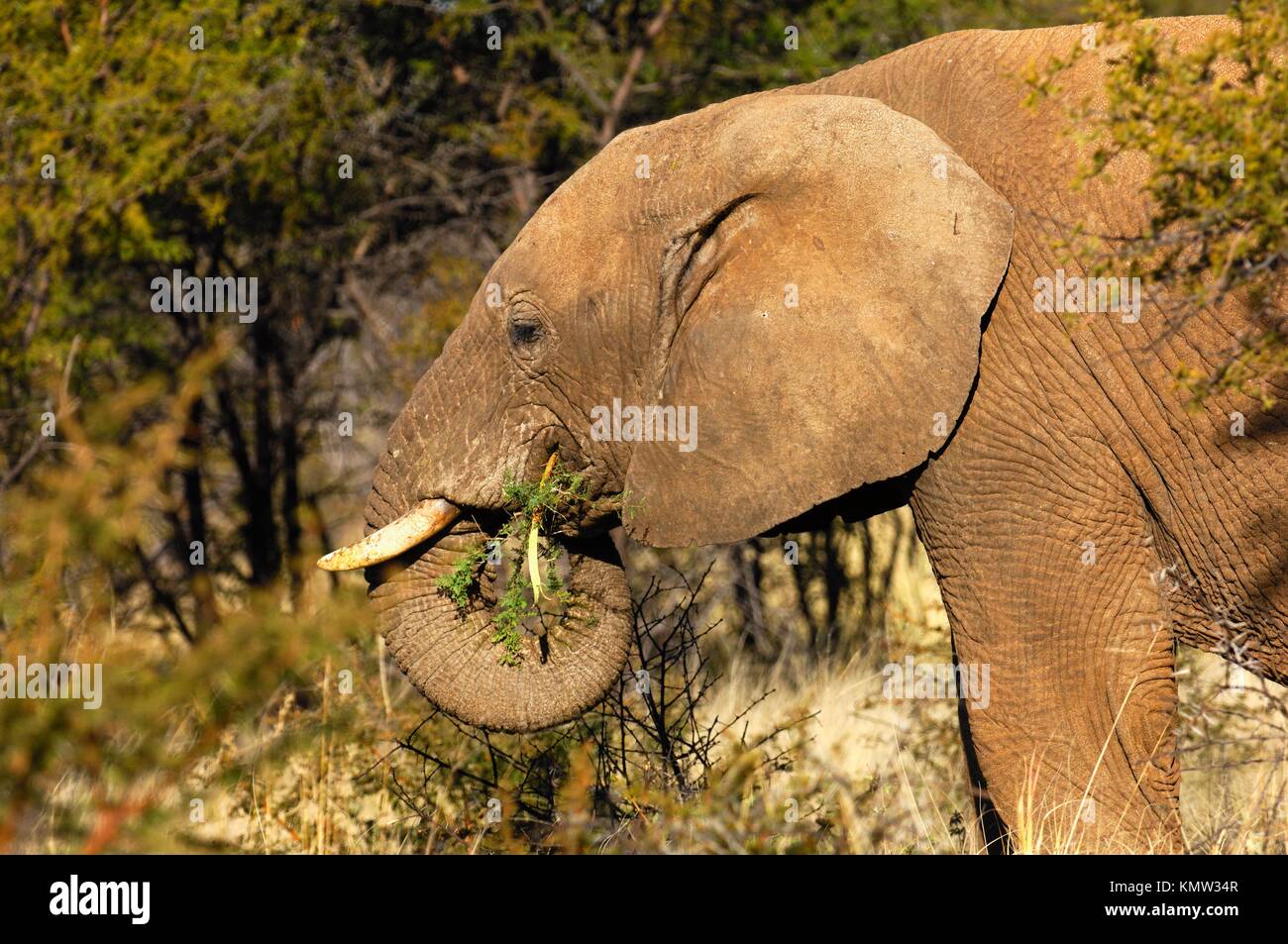 Elefante africano rovistando su thorn bush rami, Madikwe Game Reserve, Sud Africa Foto Stock