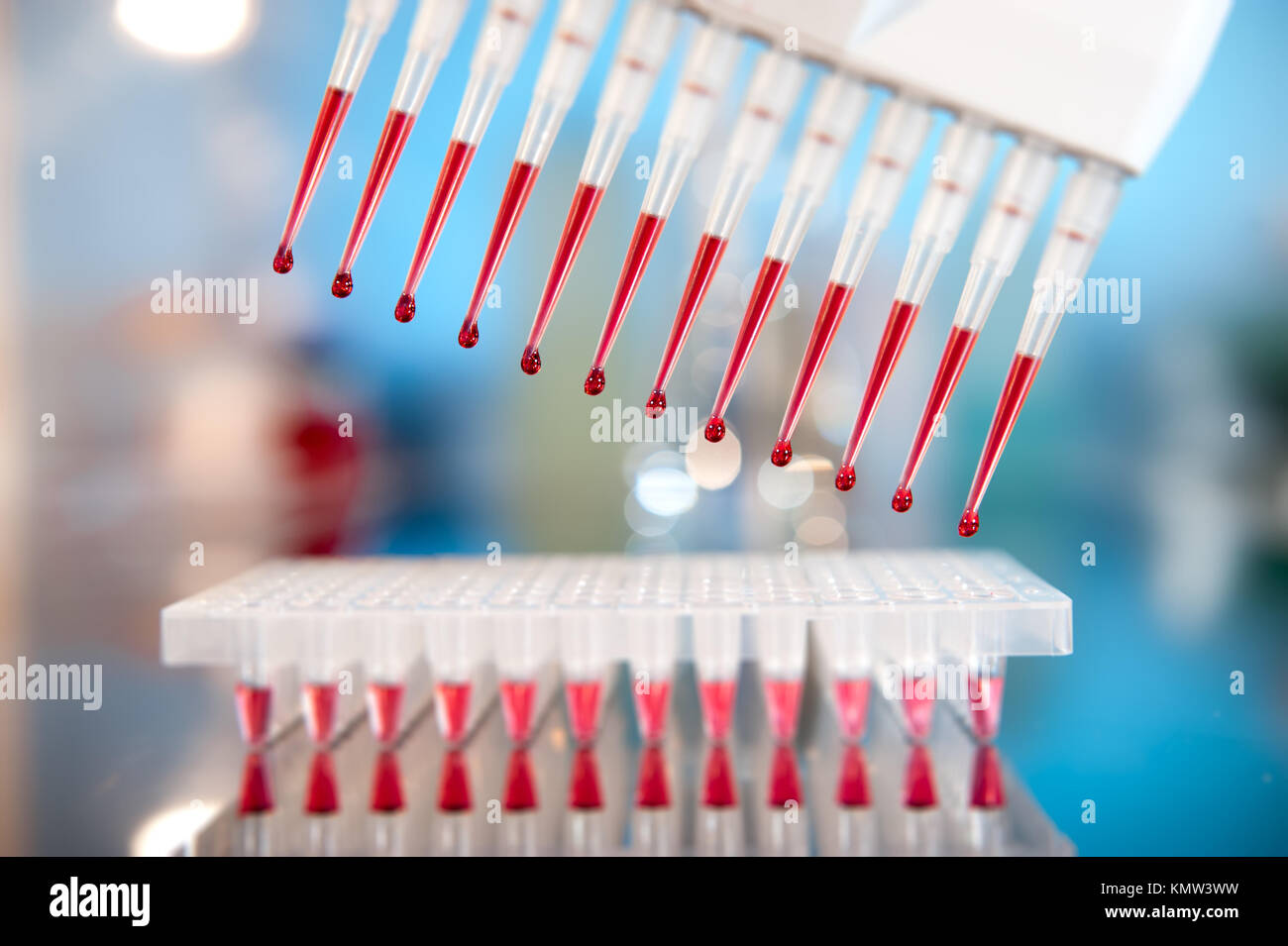 Multicanale di punte di pipetta riempito con la miscela di reazione per amplificare il DNA in pozzetti in plastica Foto Stock