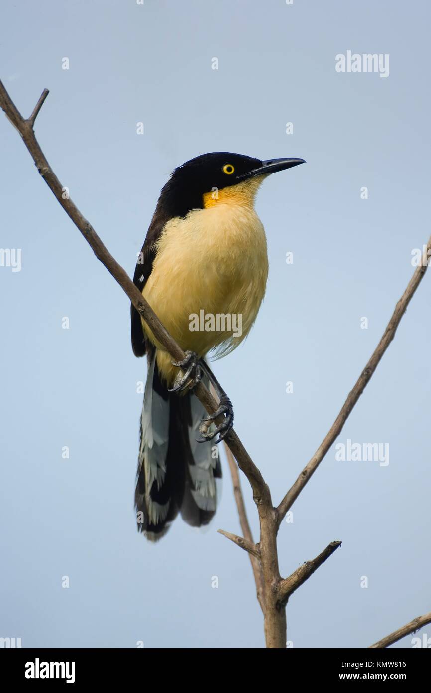 Nero-capped Donacobius, Pantanal, Mato Grosso, Brasile / Donacobius atricapilla, Donacobius atricapillus - famiglia Troglodytidae - ordine Passeriformes Foto Stock