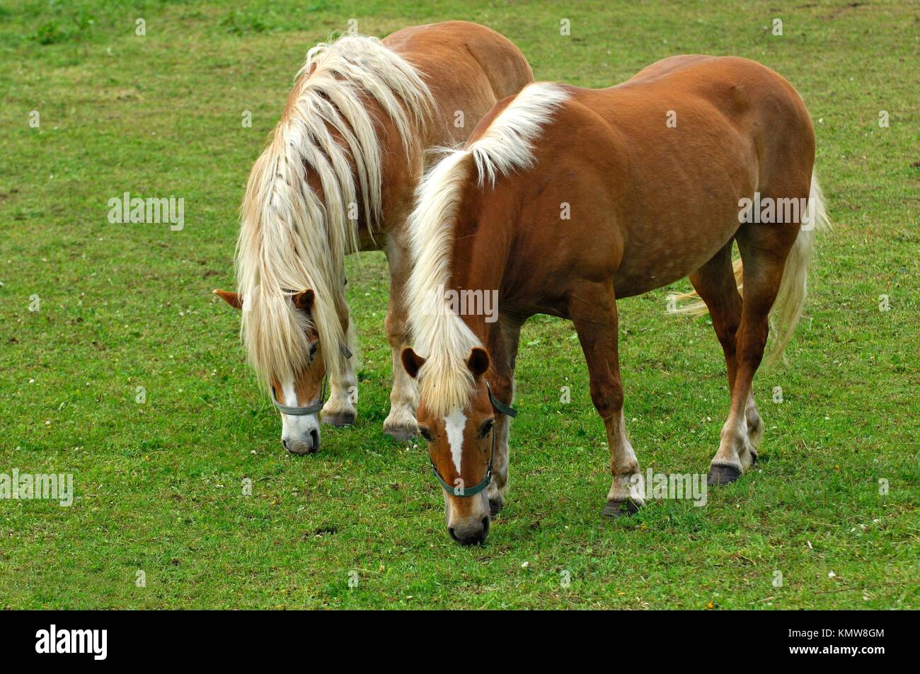 Cavalli avelignesi Equus caballus, mares su un prato Foto Stock