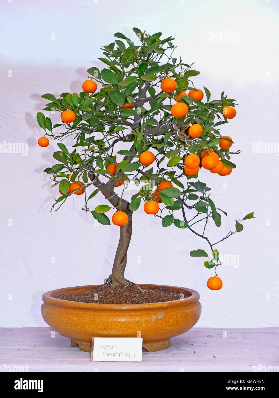 Impianto di Bonsai di frutti di colore arancione, aspro arancione,  arancione di Siviglia Foto stock - Alamy