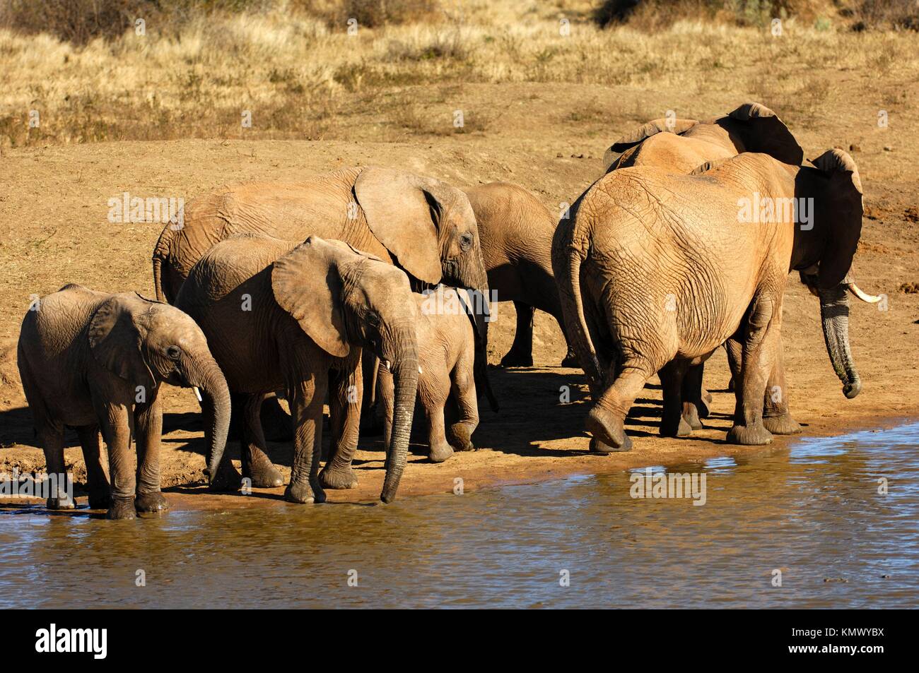 Branco di elefanti africani in corrispondenza di un foro per l'acqua, Madikwe Game Reserve, Sud Africa Foto Stock