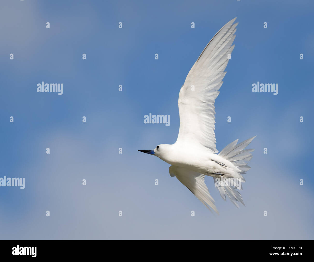 Fairy Tern sul volo Foto Stock