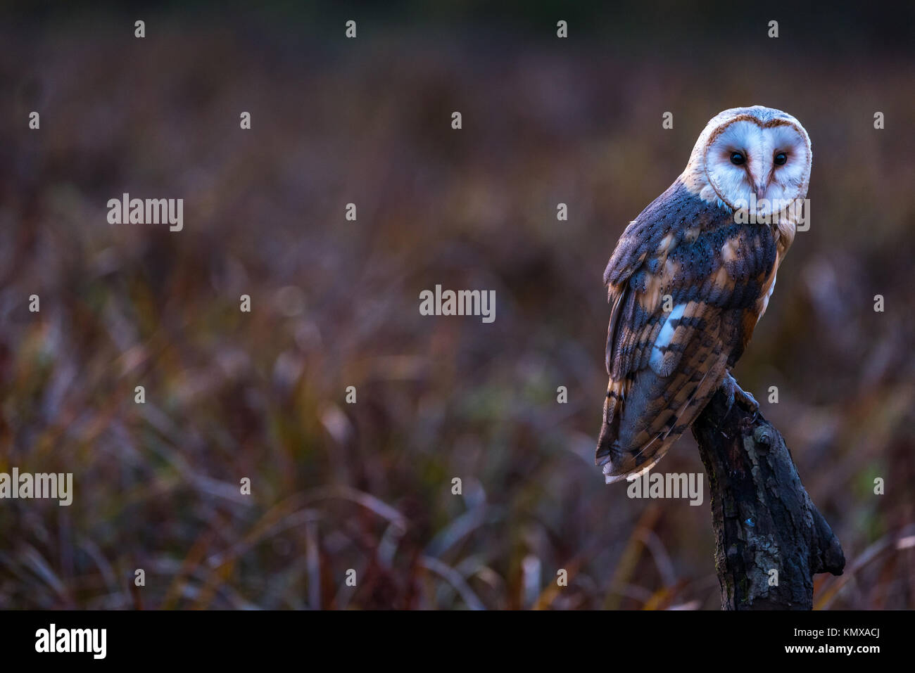 Un captive Barbagianni in un prato appena prima del tramonto. Foto Stock