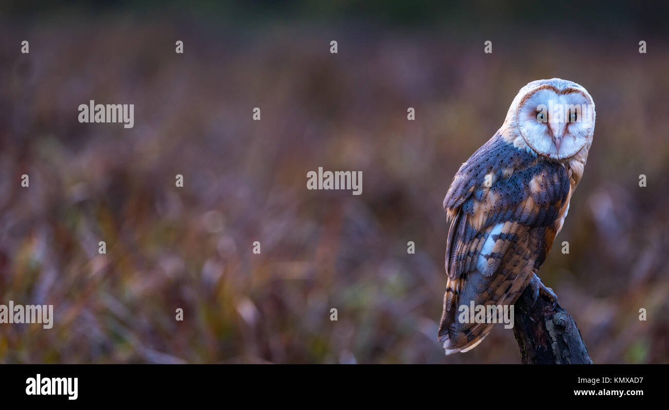 Un captive Barbagianni in un prato appena prima del tramonto. Foto Stock