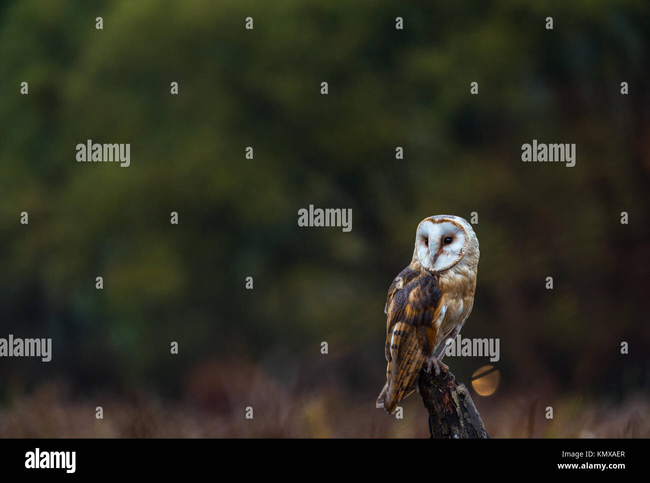 Un captive Barbagianni in un prato appena prima del tramonto. Foto Stock