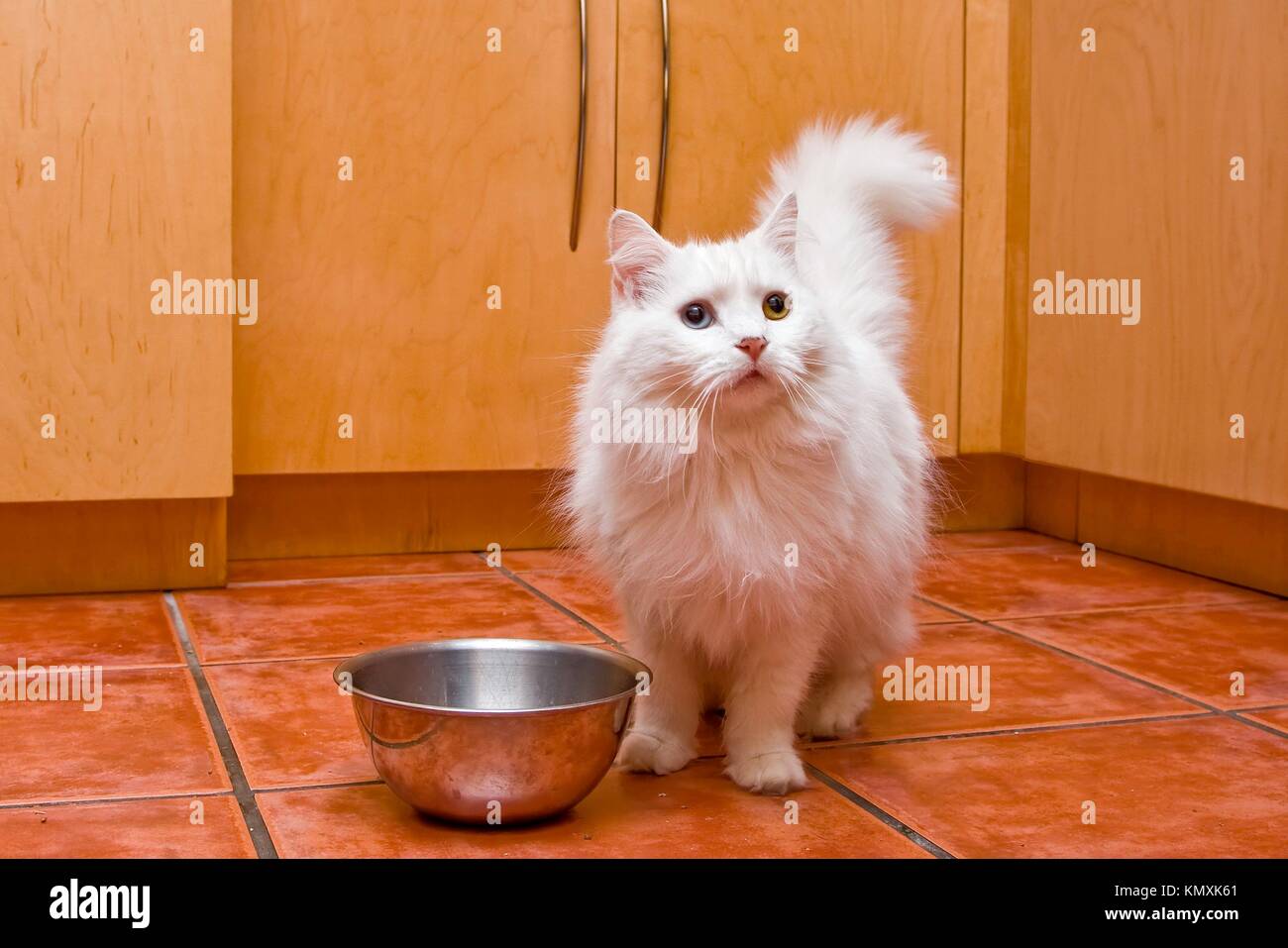 Un gatto bianco con medie capelli lunghi, come un persiano o Ragamuffin  breed, elegantemente in attesa di essere alimentati in cucina Foto stock -  Alamy