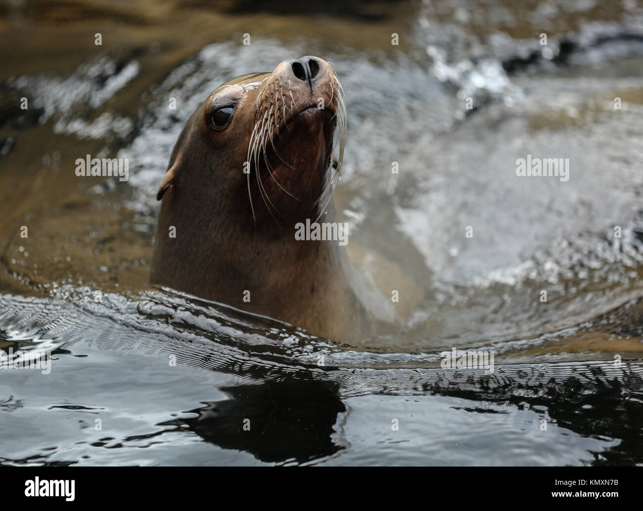 Guarnizione californiano in acque di superficie Foto Stock