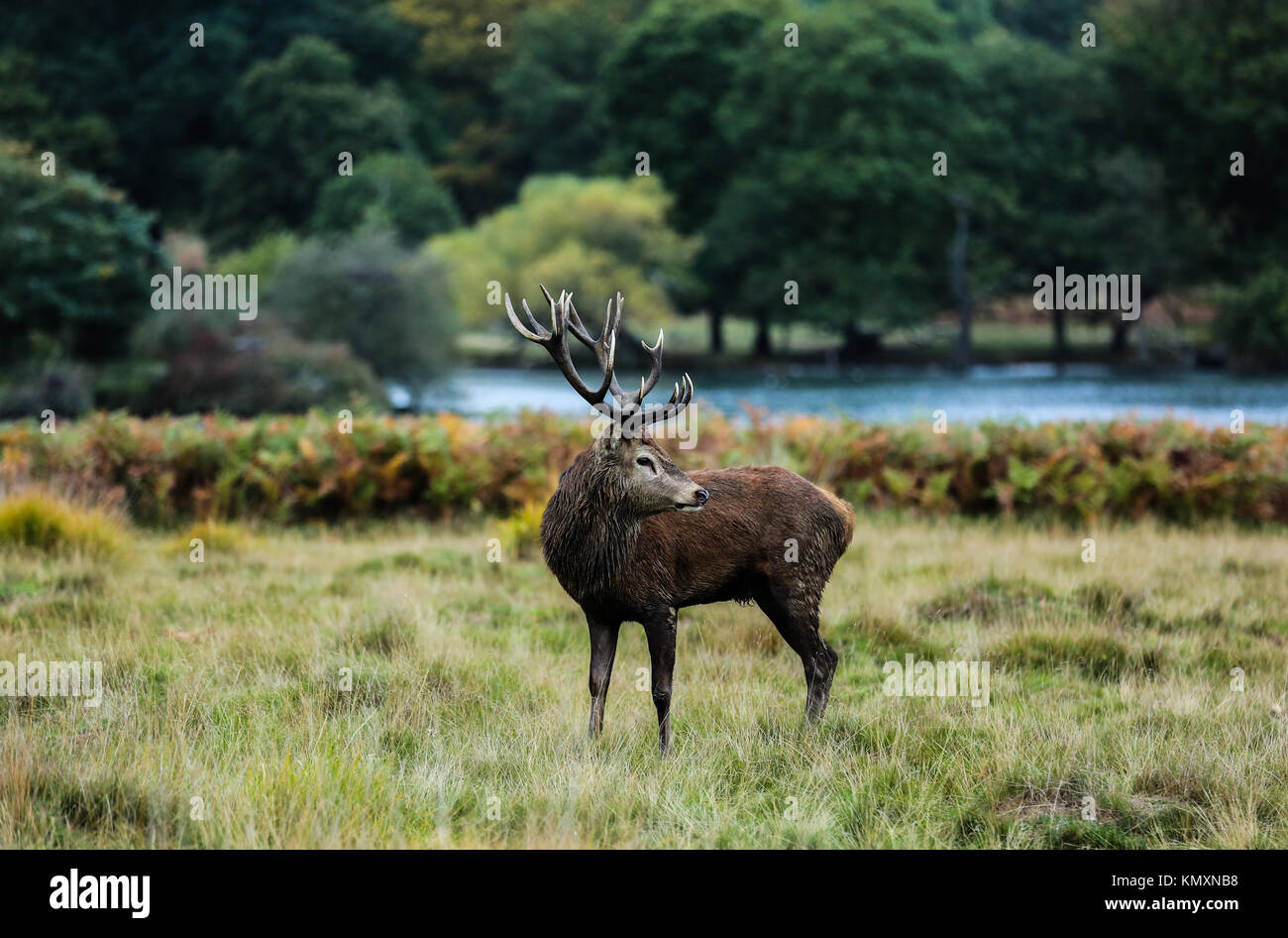 Red Deer Stag vista laterale Foto Stock