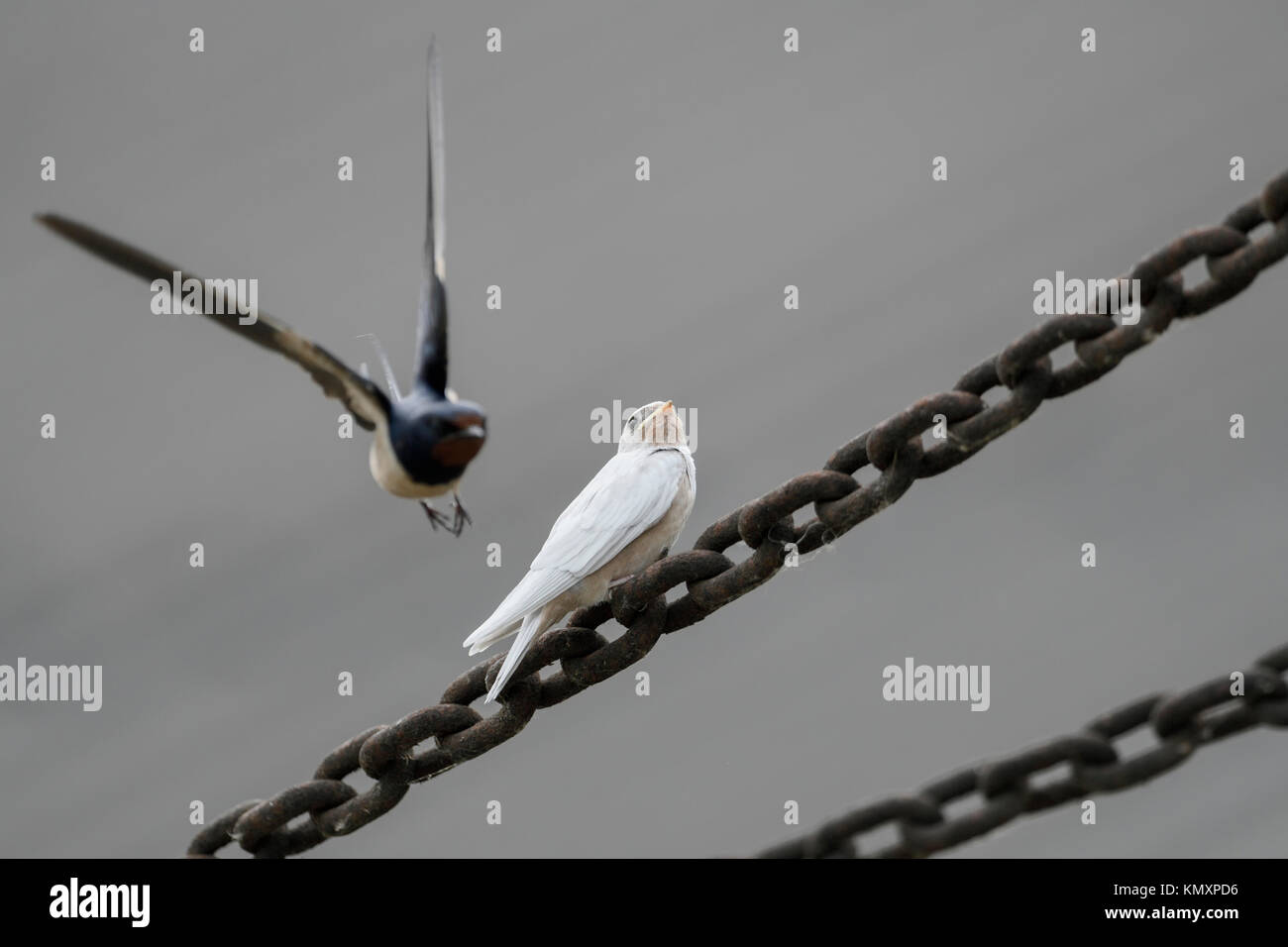 Barn Swallow / Rauchschwalbe ( Hirundo rustica ), fledged, piumaggio bianco, mutazione genica, leucistic, leucism, con adulto volare in Europa. Foto Stock