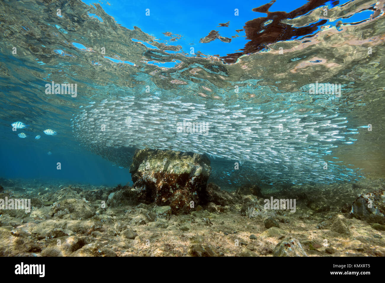 Massive scuola di pesce in acqua poco profonda Foto Stock