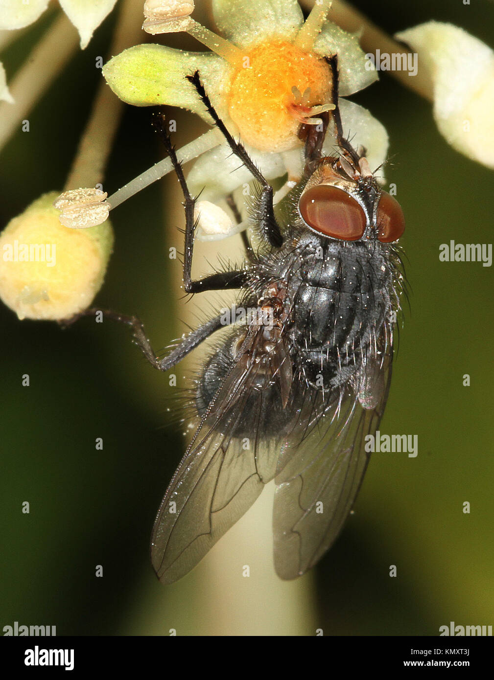 Housefly sul frontalino Japonica fiori nel tardo autunno. Foto Stock