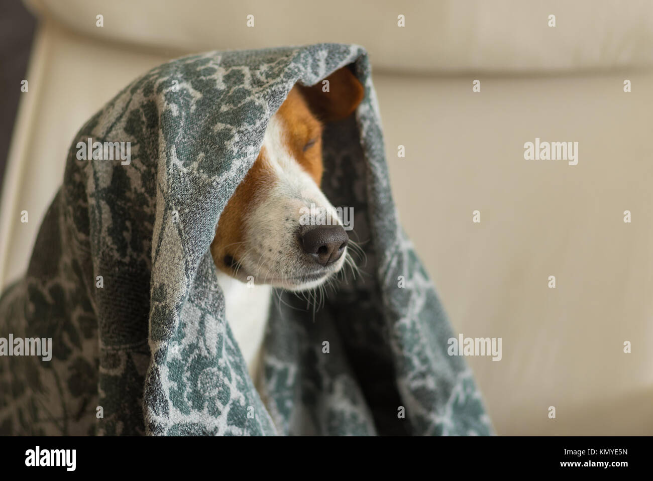 Piscina ritratto di royal basenji cane annuire sotto coverlet in poltrona a stretto contatto Foto Stock