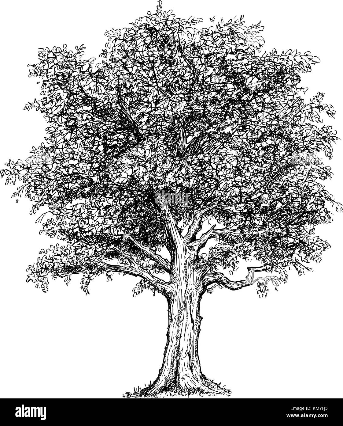 Vettore di disegno a mano disegnato illustrazione dell'albero. Illustrazione Vettoriale