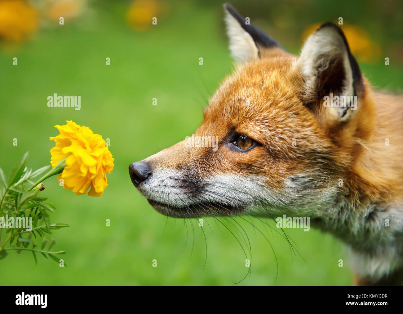 Primo piano di una volpe rossa annusare il fiore calendula Foto Stock