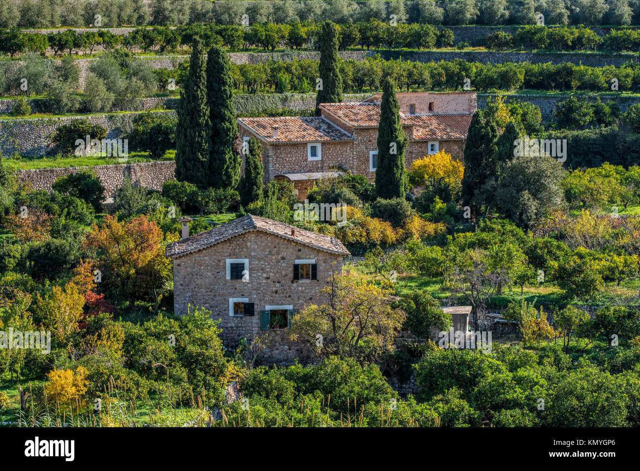 Paesaggio di campagna con olivo terrazze, Fornalutx, Maiorca, isole Baleari, Spagna Foto Stock