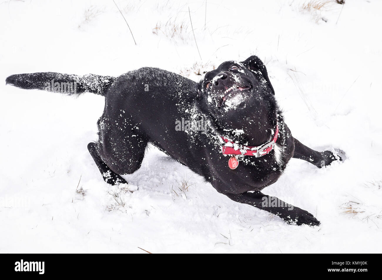 Poppy la croce di Labrador gode della neve sulle montagne al parco nazionale di Brecon Beacons, Galles, mentre il clima freddo continua in tutto il Regno Unito. Foto Stock