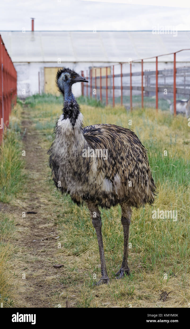 L'Uem funny pone al loro allevamento in Siberia, Russia Foto Stock