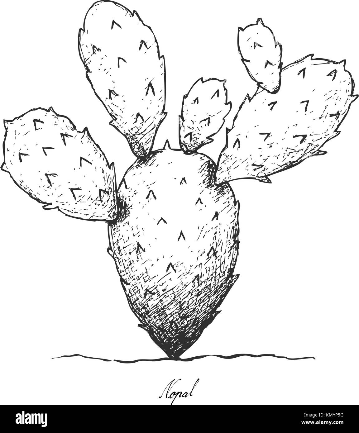 Ortaggi a stelo, Illustrazione disegnata a mano schizzo di nopal cactus o ficodindia cactus isolato su sfondo bianco Illustrazione Vettoriale