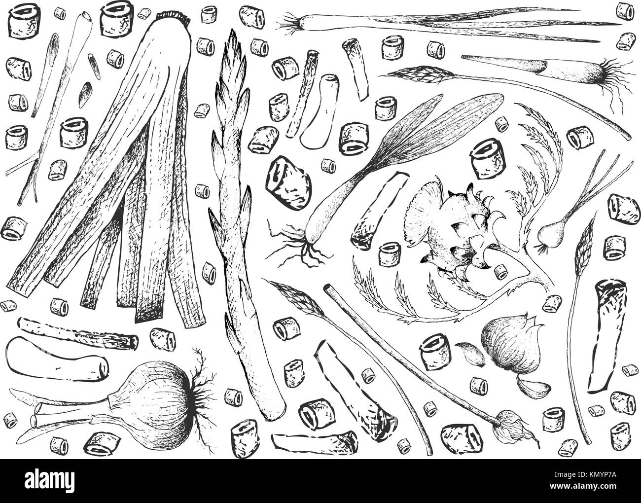 Vegetali e le erbe, illustrazione di mano il bozzetto freschi e deliziosi lampadina e ortaggi a stelo isolato su sfondo bianco. Illustrazione Vettoriale