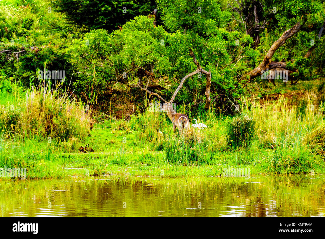 Waterbuck lungo il fiume Olifants nel Parco di Kruger vicino a Phalaborwa su il Limpopo Mpumalanga confine provinciale in Sud Africa Foto Stock