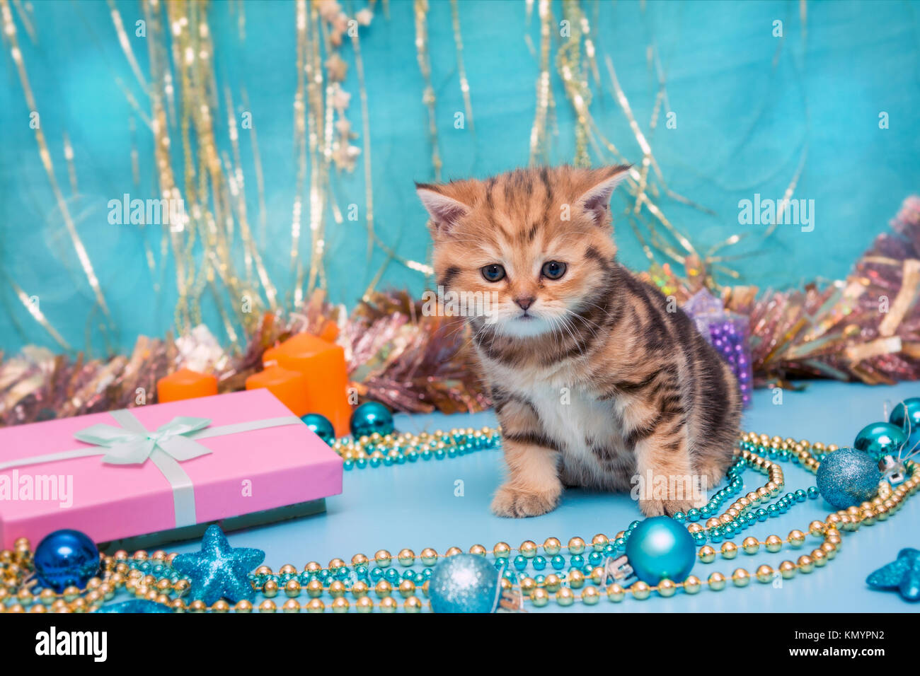 Piccolo gattino razza britannica su uno sfondo di colore blu decorazioni di Natale Foto Stock