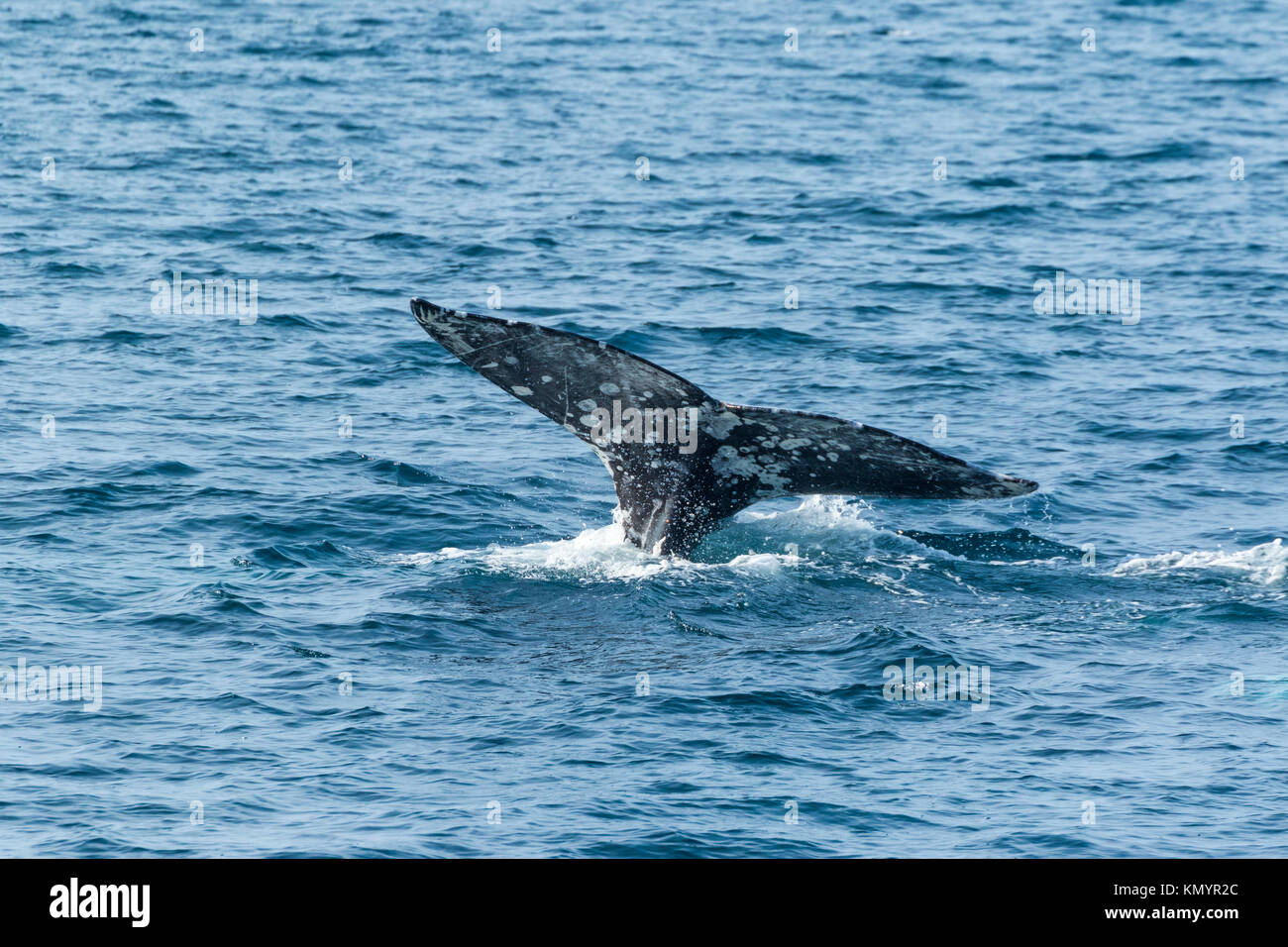 Pacifico del Nord a destra (balena Eubalaena japonica), il Parco Nazionale delle Channel Islands, California, USA, America Foto Stock