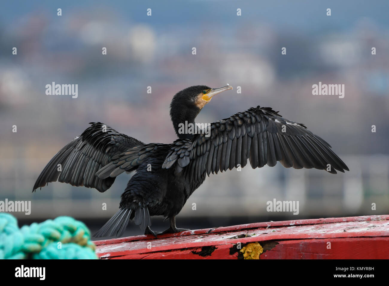 Cormorano phalacrocorax carbo sinensis close-up appollaiato asciugando le ali Foto Stock