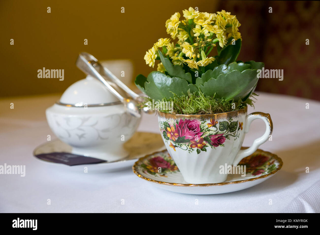 Coppa di Cina e il piattino utilizzato come una piantatrice con Kalanchoe come una decorazione della tavola in hotel che serve il tè del pomeriggio Foto Stock