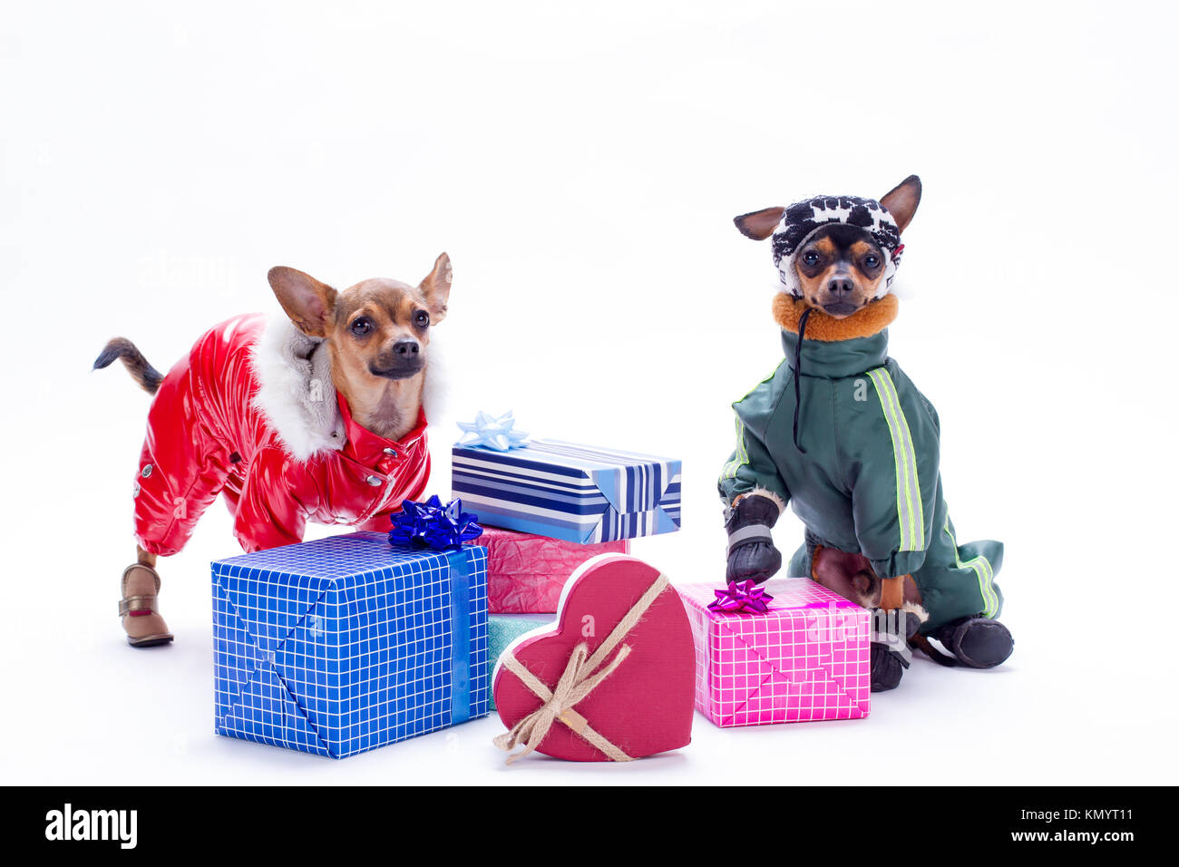 Giocattolo russo chihuahua, toy terrier e confezioni regalo Foto stock -  Alamy