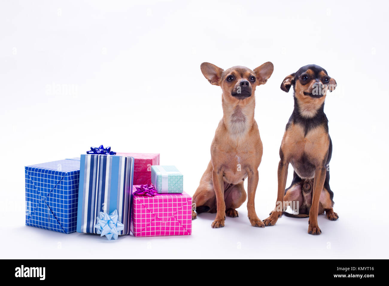 Razza cani di piccola taglia con confezioni regalo Foto stock - Alamy