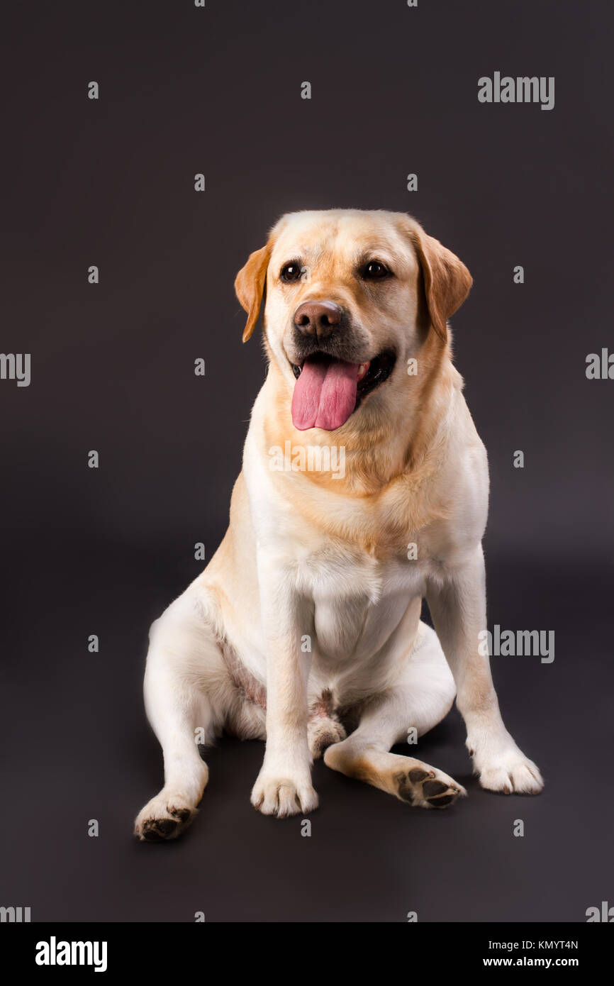 Il Labrador retriever diversi mesi. Foto Stock