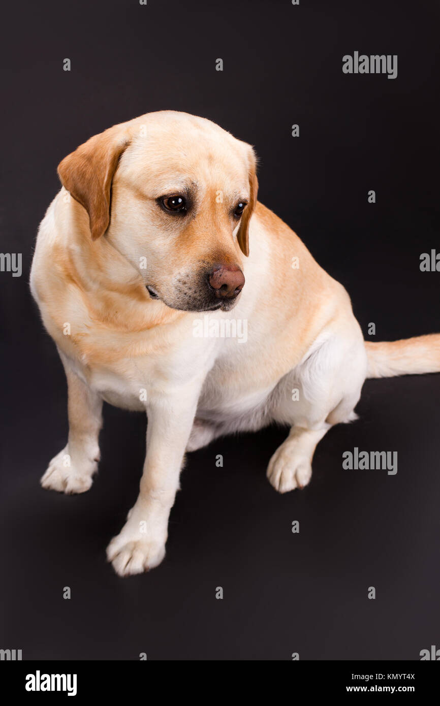 Adorabile cucciolo di Labrador, sfondo nero. Foto Stock