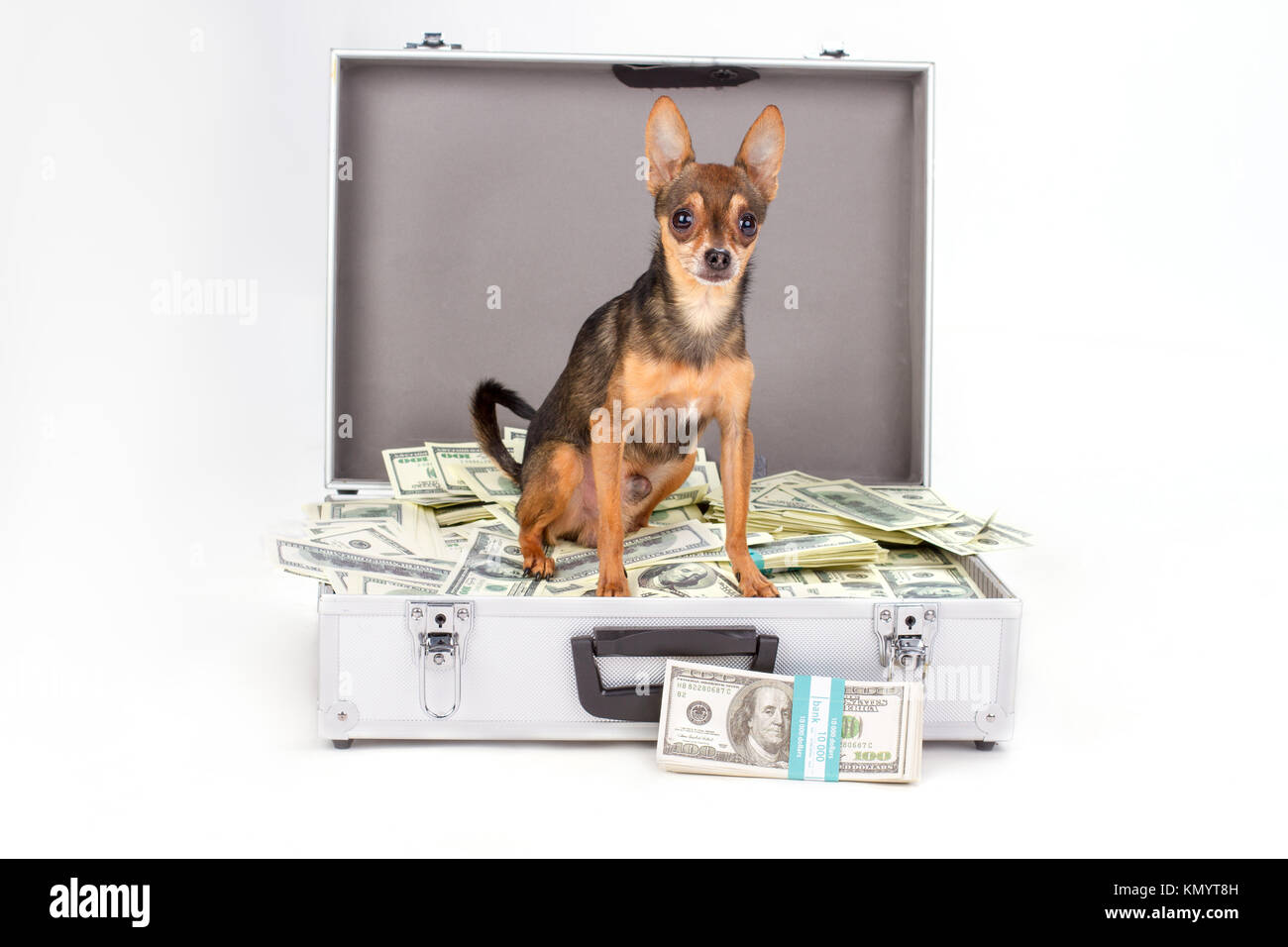 Toy terrier e valuta, studio shot. Foto Stock